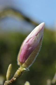 roze bloem aan boom van Jeffry Clemens