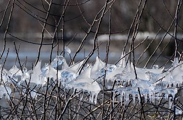 Frozen van Nancy Lamers