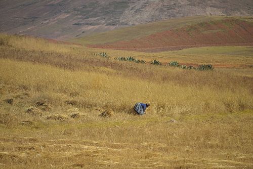 Peruaanse vrouw snijdt koren af in graanveld Peru