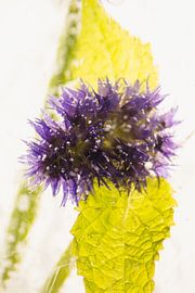 Agastache in ice 3 by Marc Heiligenstein