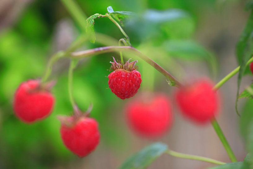 Raspberries by Thomas Jäger