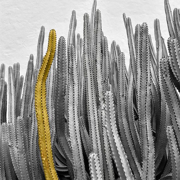 Made to stand out, not to fit in. van Daphne Depassé