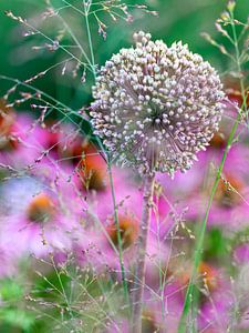 Fête des fleurs