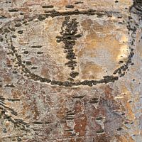 Grayed out bark with golden tones