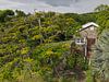 Fairview Great House & Botanical Garden op Saint Kitts & Nevis van Raymond Wijngaard thumbnail