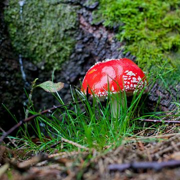 Rode paddenstoel van Wim Demortier