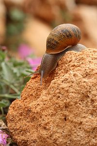 Escargot aventureux