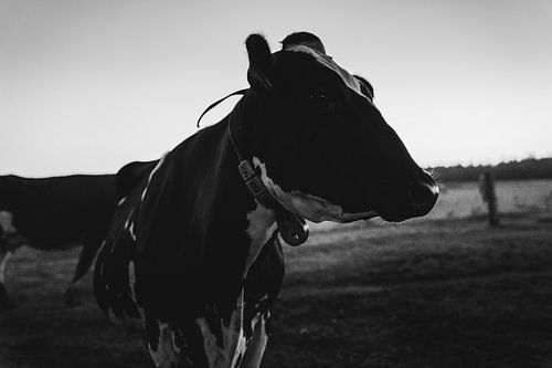 Cow in the meadow