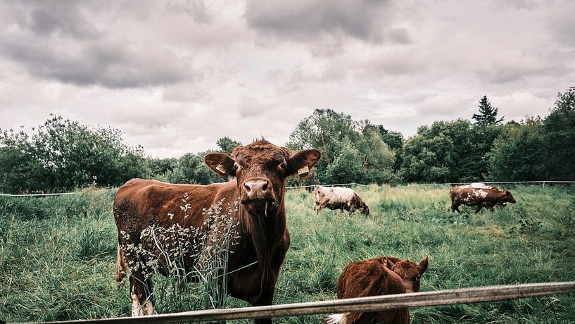 Motif 1 - "Country life": View from the soul of the village by Momentaufnahme | Marius Ahlers