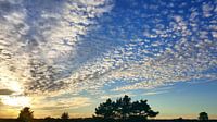 Schapenwolken op de Veluwe  van Aalt Hofman thumbnail