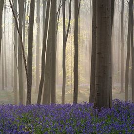 Le conte de fées forêt de Halle II sur Daan Duvillier | Dsquared Photography