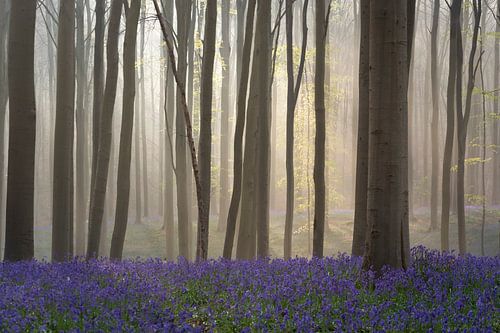 Le conte de fées forêt de Halle II
