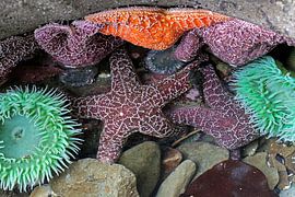 starfish