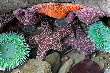 étoile de mer sur Antwan Janssen