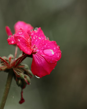 Fleur rose vif avec des gouttes d'eau sur un fond vert apaisant