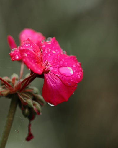 A bright pink flower with water droplets against a calm green background