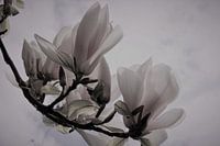 Magnolien-Nahaufnahme