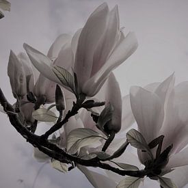 Magnolia van dichtbij van Loretta's Art