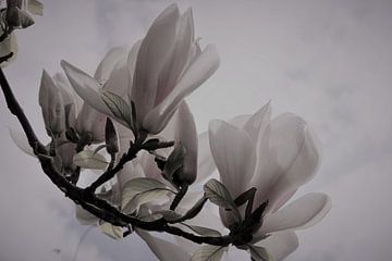 Magnolia van dichtbij van Loretta's Art
