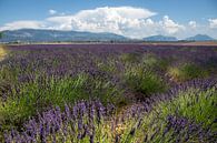 Lavendel von Wilhelmien  Marti Miniaturansicht