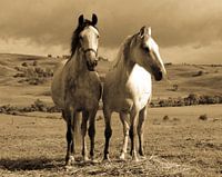 Two Horses