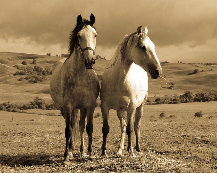 Two Horses by Marinescu Dan