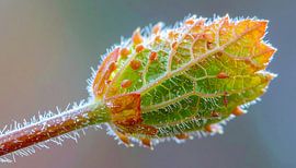 Macro-opname van een plant