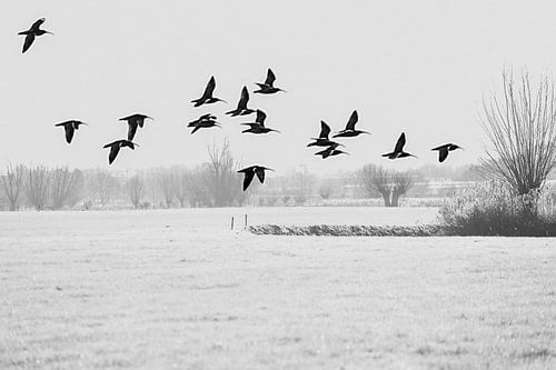 Een groep wulpen vliegt boven het bevroren weiland