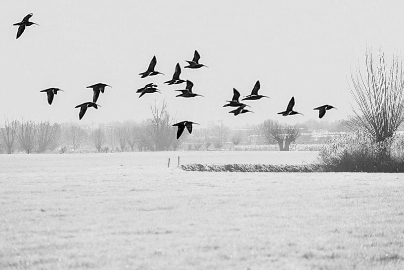 Flying Eurasian curlews flying above a frosted meadow by Fotografie Jeronimo