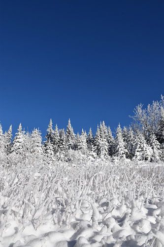 Een besneeuwd bos onder een blauwe hemel