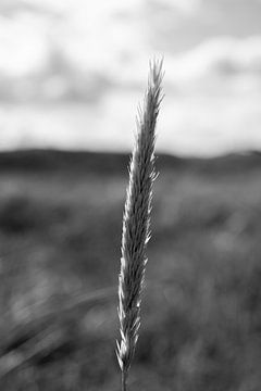 Panache d'herbe - noir et blanc sur Simone Haneveer