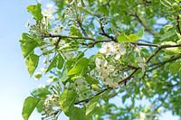 White blossom