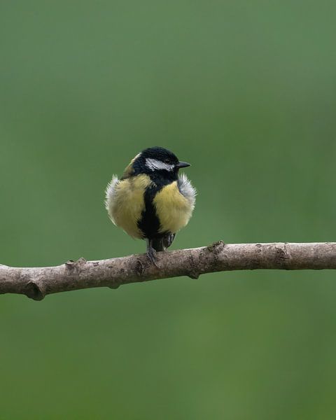 Titmouse by Liliane Jaspers