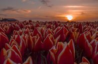 Tulpen met zonsondergang van Branca Verheul thumbnail