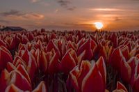 Tulpen met zonsondergang