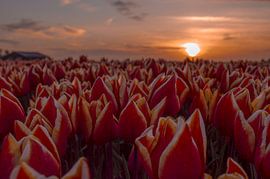 Tulpen met zonsondergang by Branca Verheul