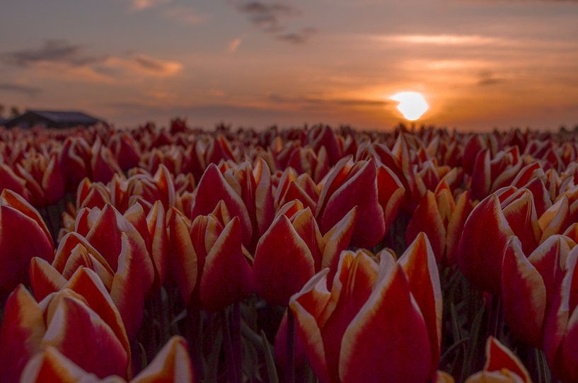 Tulpen met zonsondergang van Branca Verheul