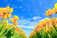 Blühende Tulpen auf einem Feld an einem schönen Frühlingstag von Sjoerd van der Wal Fotografie Miniaturansicht