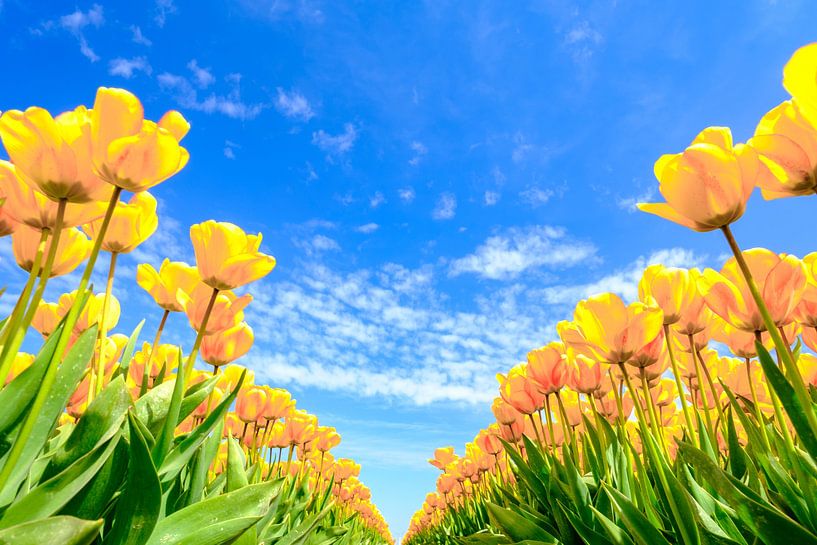 Tulpen in een veld tijdens een mooie lentedag van Sjoerd van der Wal Fotografie