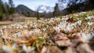 Zarte Krokusse brechen durch die letzten Schneefelder der Berge