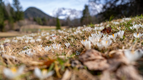 Delicate krokussen breken door de laatste sneeuwvelden van de bergen