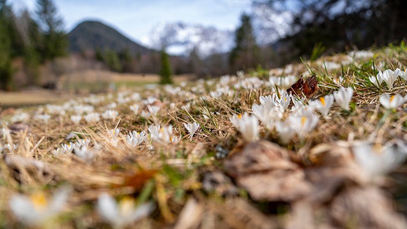 Delicate krokussen breken door de laatste sneeuwvelden van de bergen van Miriam Schwarzfischer Fotografie