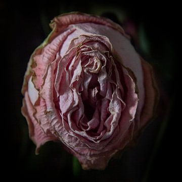 Verlepte roze roos