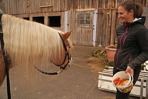 Fotoshoot met lichtbruine Haflinger met beige manen