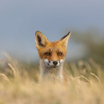 Vos komt een kijkje nemen van Leonie Photography