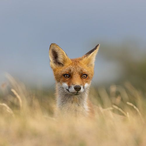 Fox vient jeter un coup d'œil sur Leonie Photography