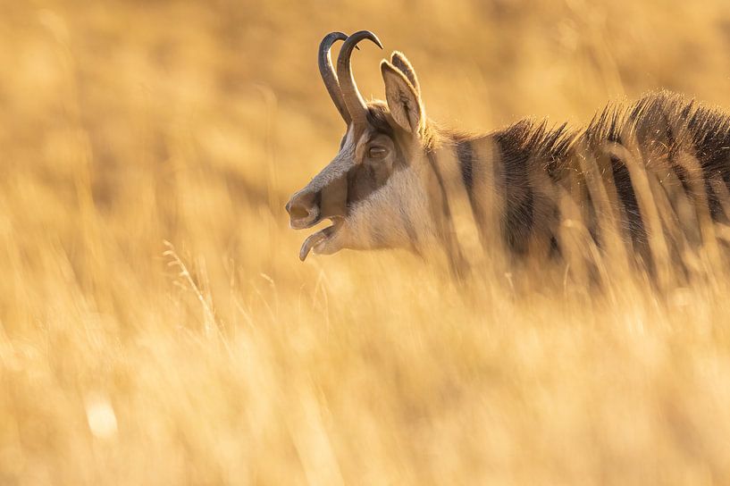 Horny Chamois by Kris Hermans