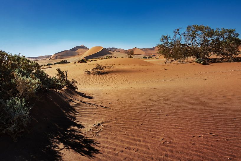 Desert by Alex Neumayer
