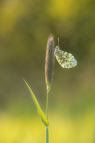 Oranjetipje in het ochtendlicht