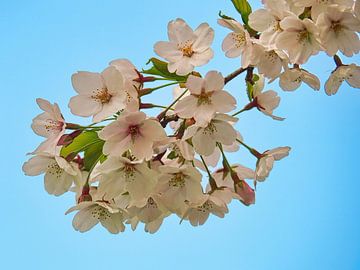 Sakura (Japanse Kersen Bloesem) van Eduard Lamping